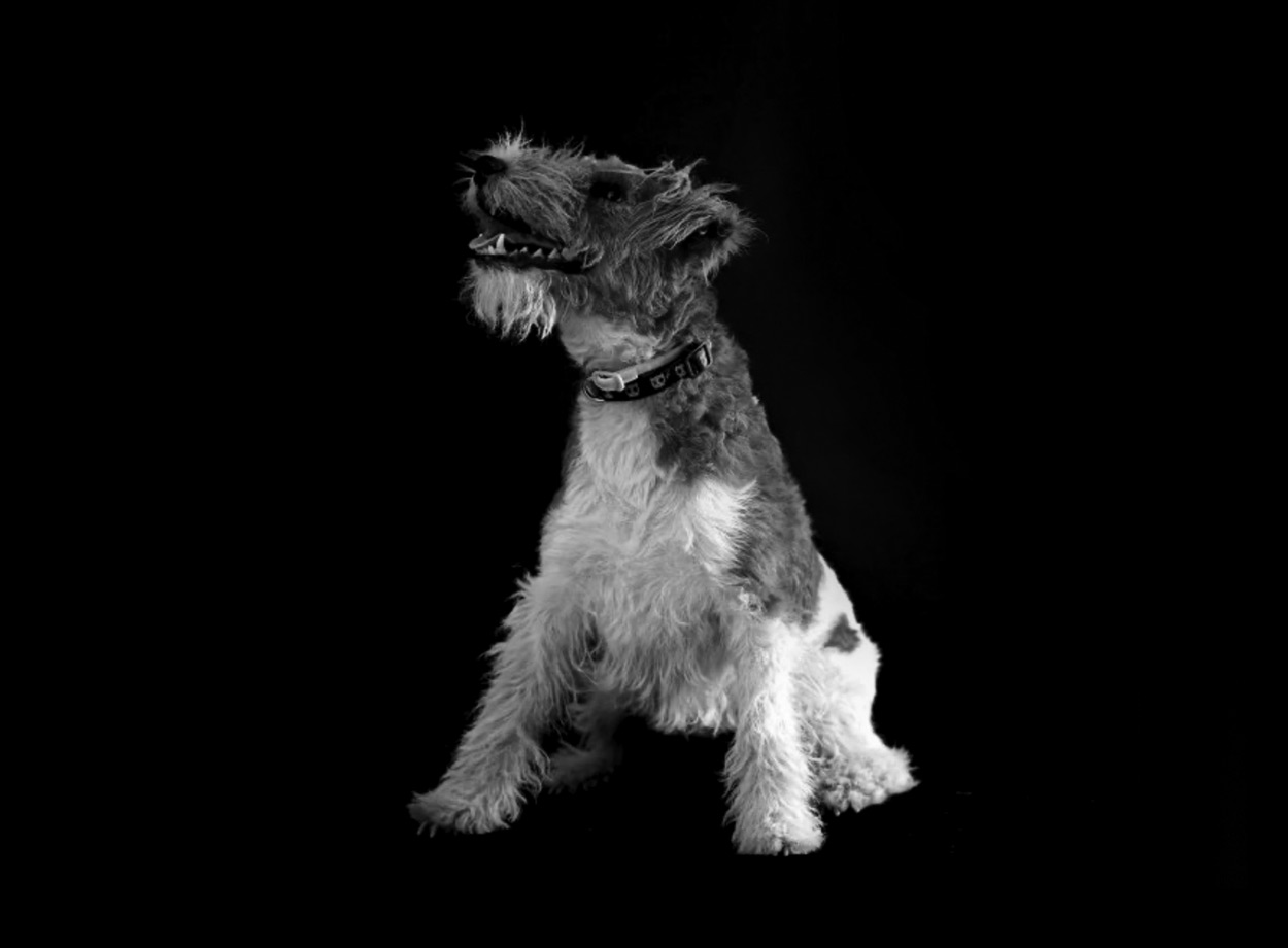 Kiko - Animator